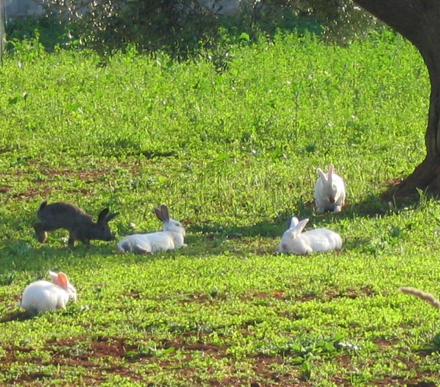 Agritria Di Umberto Anglisani Villa Ostuni Luaran gambar