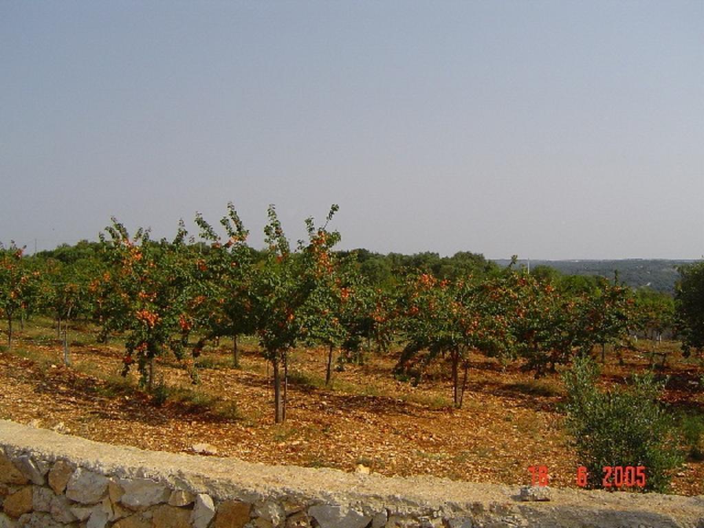 Agritria Di Umberto Anglisani Villa Ostuni Luaran gambar
